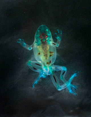 Illustration for article titled These unbelievable monsters with seven legs are actually real frogs